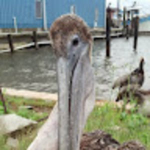 Meet your Posher, Jeff